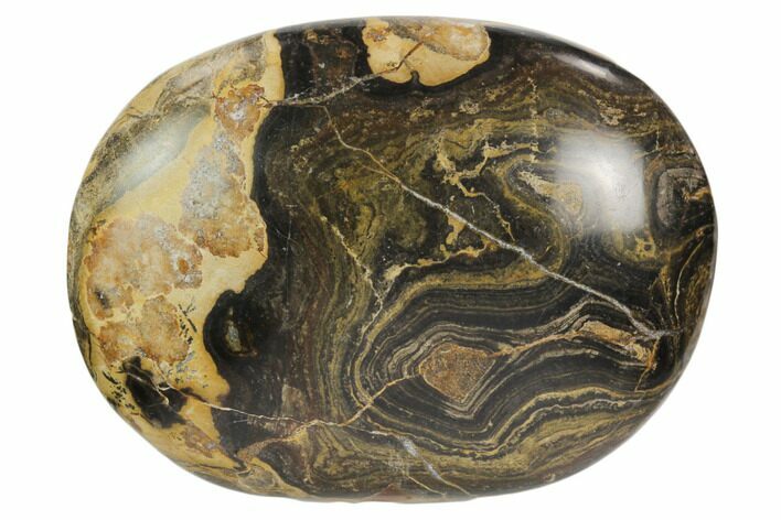 Polished Stromatolite (Greysonia) Pebble - Bolivia #126352